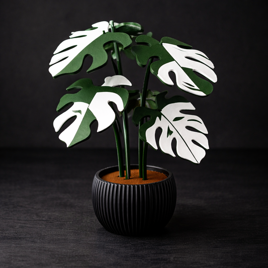 Potted plant with green and white leaves on a dark background